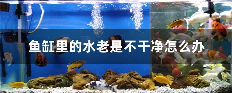 魚缸里的水老是不干凈怎么辦 月光鴨嘴魚