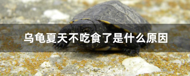 烏龜夏天不吃食了是什么原因 申古三間魚