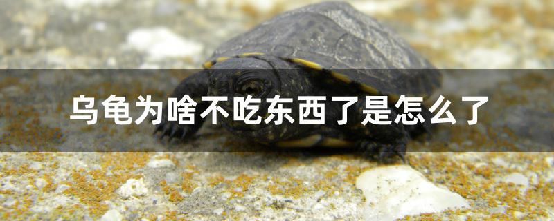 烏龜為啥不吃東西了是怎么了 稀有金龍魚