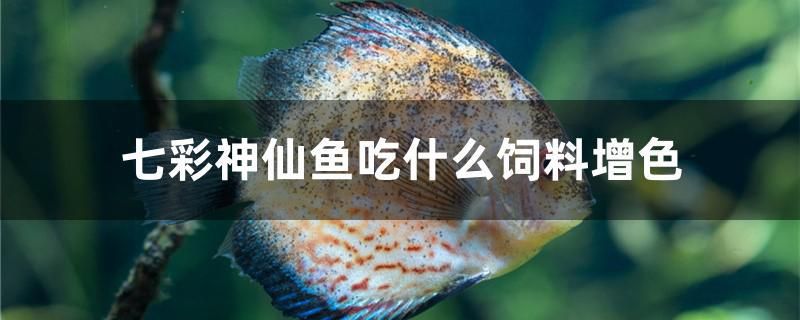 七彩神仙魚(yú)吃什么飼料增色 水族維護(hù)服務(wù)（上門）