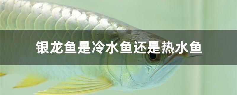 銀龍魚(yú)是冷水魚(yú)還是熱水魚(yú) 胭脂孔雀龍魚(yú)