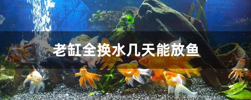 老缸全換水幾天能放魚 新加坡號半紅龍魚（練手級紅龍魚）