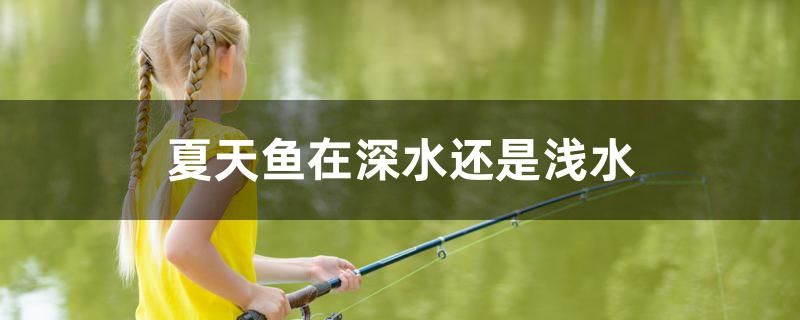 夏天魚在深水還是淺水