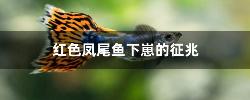 紅色鳳尾魚下崽的征兆 廣州水族器材濾材批發(fā)市場