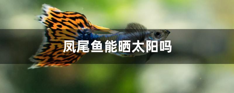 鳳尾魚能曬太陽嗎