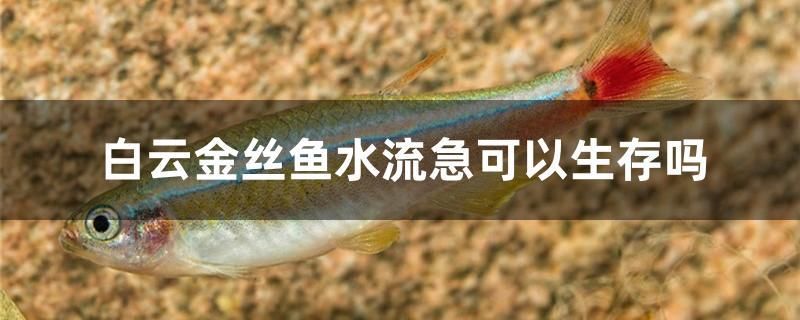 白云金絲魚水流急可以生存嗎 白子黑帝王魟魚