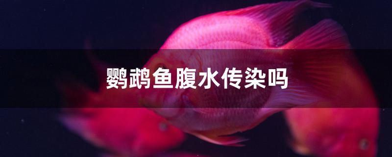 鸚鵡魚腹水傳染嗎