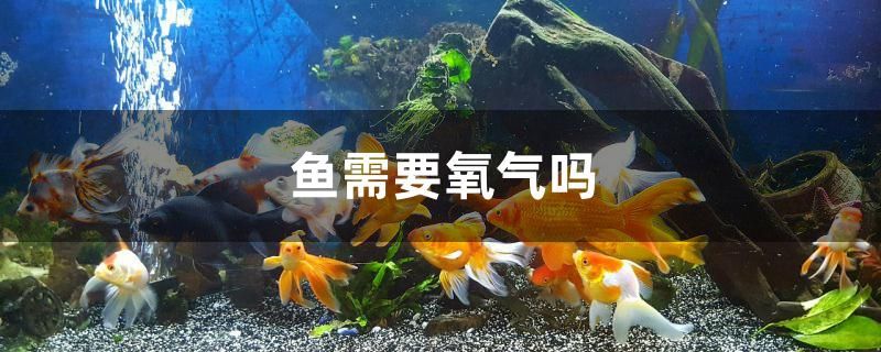 魚需要氧氣嗎 白子銀龍苗（黃化銀龍苗）