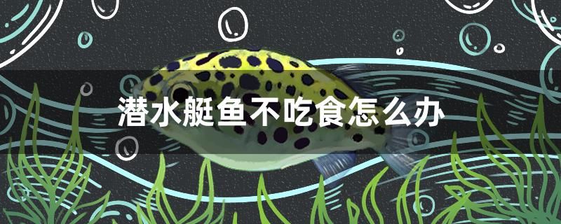 潛水艇魚不吃食怎么辦 紅眼黃化幽靈火箭魚|皇家火箭魚