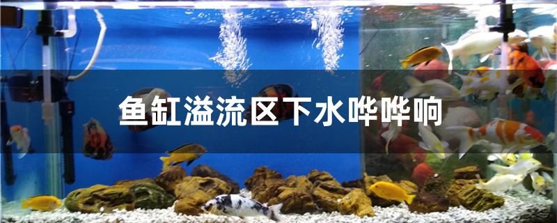 魚缸溢流區(qū)下水嘩嘩響怎么辦 飛鳳魚苗