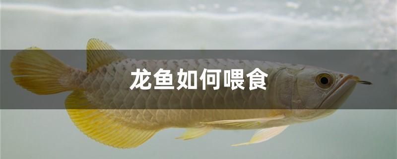 龍魚(yú)如何喂食 丹頂錦鯉魚(yú)