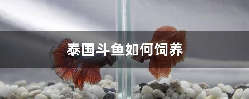 廣州定制魚缸在哪里找貨源（廣州哪里有賣魚缸的） 祥龍超血紅龍魚 第2張