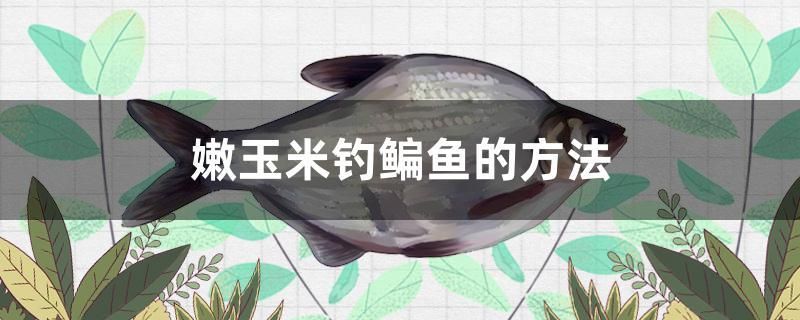 嫩玉米釣鳊魚的方法 豬鼻龜百科