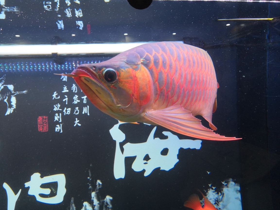 銀龍魚(yú)雌雄同體的嗎能繁殖嗎（銀龍魚(yú)什么樣的好銀龍魚(yú)體呈長(zhǎng)帶形側(cè)扁） 大嘴鯨魚(yú) 第1張