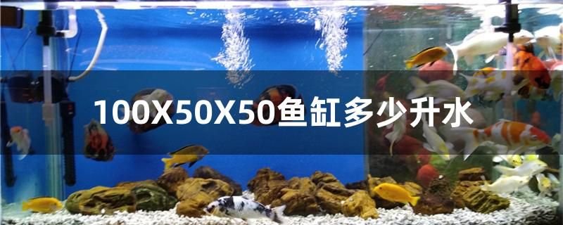 100X50X50魚缸多少升水 肺魚