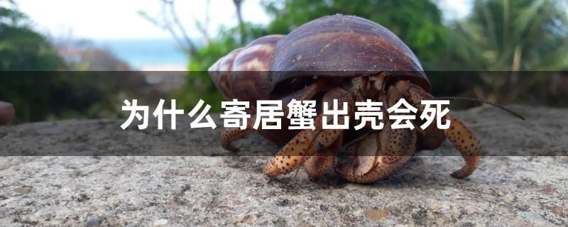 為什么寄居蟹出殼會死 委內(nèi)瑞拉奧里諾三間魚