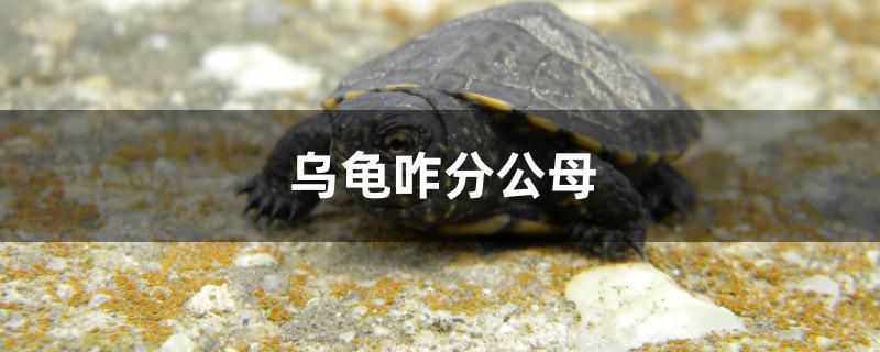 珠海魚缸維修電話號(hào)碼查詢（珠海觀賞魚市場(chǎng)） 帝王血鉆