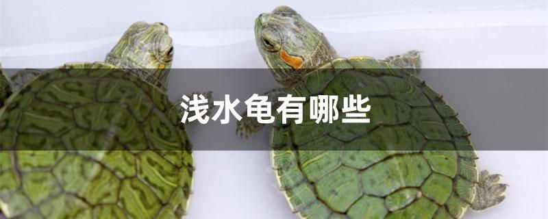 淺水龜有哪些