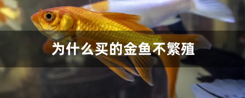 為什么買的金魚不繁殖