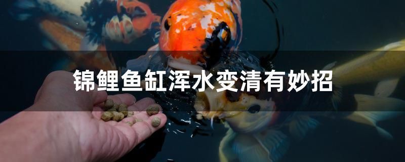 錦鯉魚缸渾水變清有妙招 白子球鯊魚