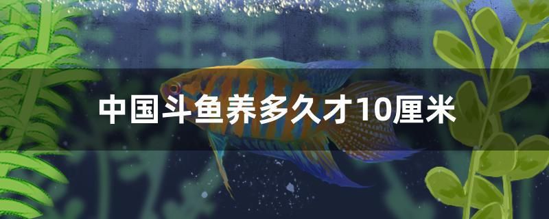 中國斗魚養(yǎng)多久才10厘米 祥龍魚場