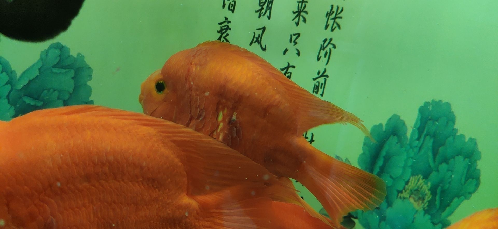 我的鸚鵡魚病了，哪位大神能給我指導(dǎo)一下 觀賞魚論壇 第3張