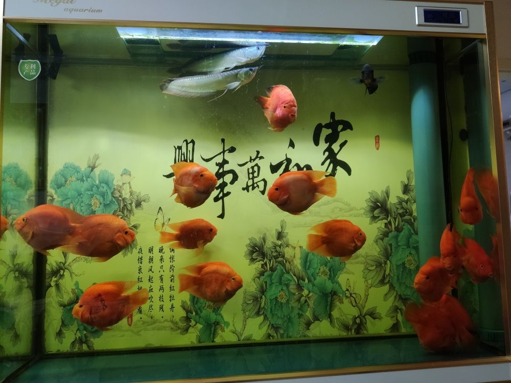 我的鸚鵡魚病了，哪位大神能給我指導(dǎo)一下 觀賞魚論壇 第5張