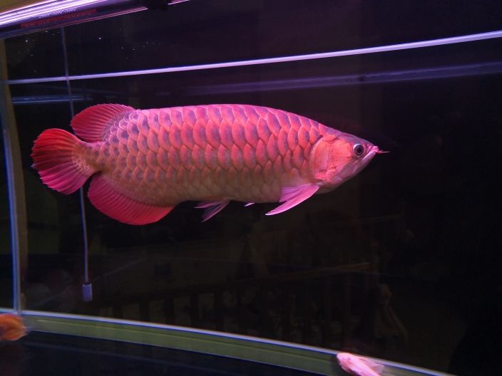 尺寸55 觀賞魚(yú)論壇 第1張