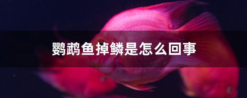 鸚鵡魚掉鱗是怎么回事