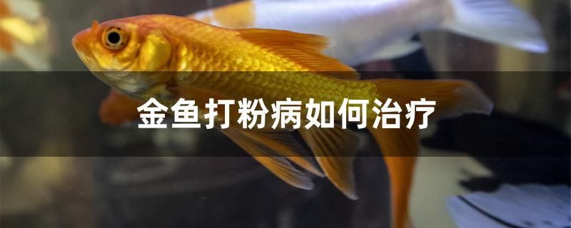 金魚打粉病如何治療 印尼虎苗