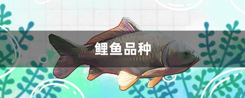 鯉魚(yú)品種有哪些 海水魚(yú)