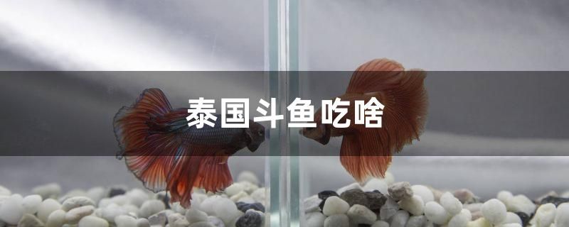 泰國斗魚吃啥