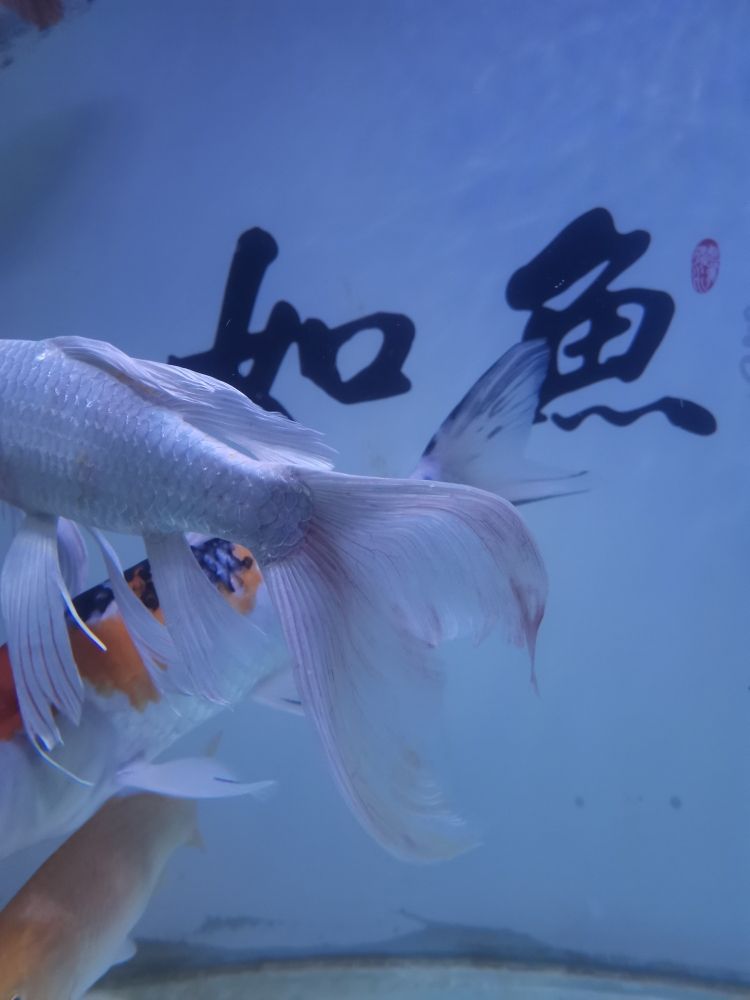 急！新進魚，現(xiàn)在大部分都充血，越來越嚴重 觀賞魚論壇 第3張