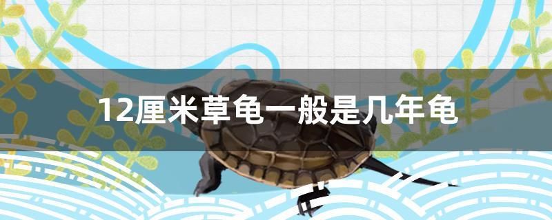 東莞常平水族觀賞魚批發(fā)市場 常平最大的水產(chǎn)市場 巴卡雷龍魚 第2張