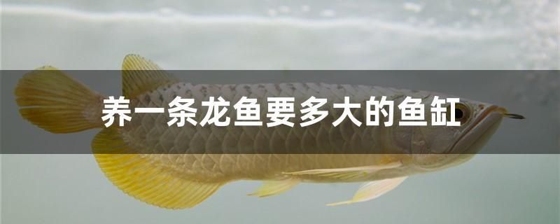 養(yǎng)一條龍魚要多大的魚缸