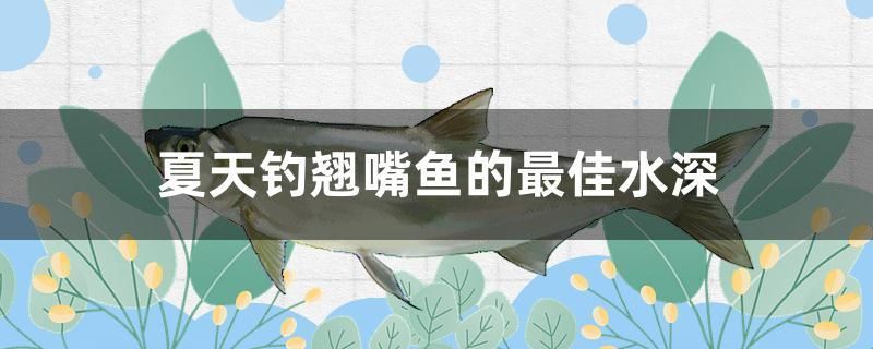 夏天釣翹嘴魚的最佳水深 女王大帆魚