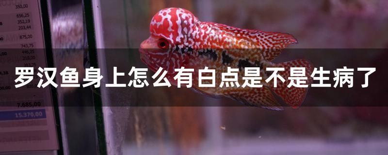 羅漢魚身上怎么有白點(diǎn)是不是生病了 馬拉莫寶石魚苗