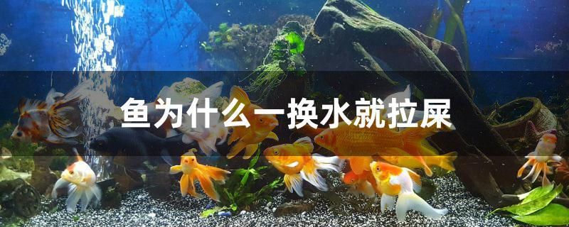 魚為什么一換水就拉屎 黃金達(dá)摩魚