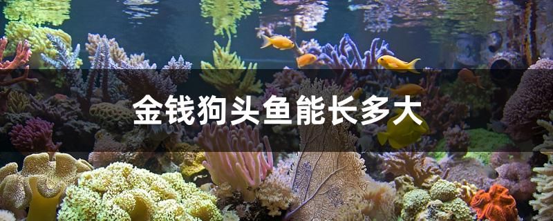 金錢狗頭魚能長多大 飛鳳魚苗