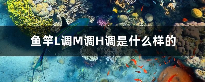 魚竿L調M調H調是什么樣的 國產元寶鳳凰魚