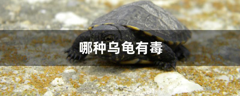 哪種烏龜有毒