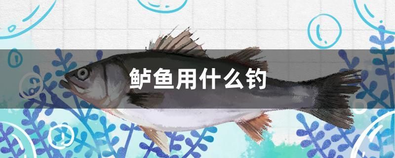 鱸魚用什么釣 廣州龍魚批發(fā)市場(chǎng)