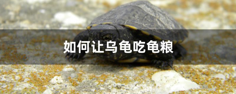 如何讓烏龜吃龜糧 祥龍魚藥系列