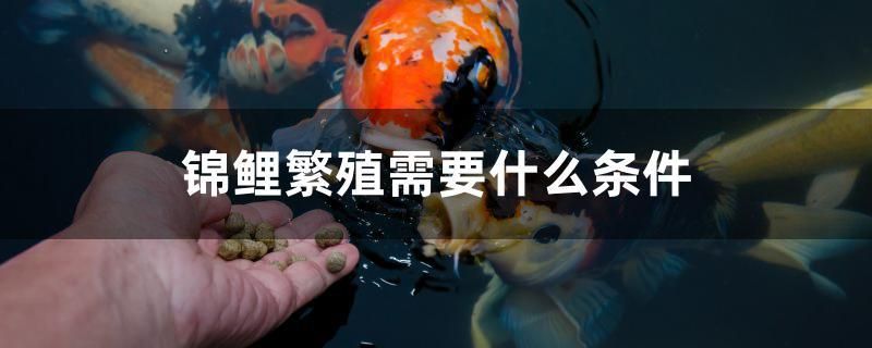 錦鯉繁殖需要什么條件 刀魚魚