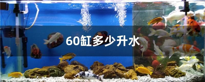 60缸多少升水 觀賞魚(yú)魚(yú)苗