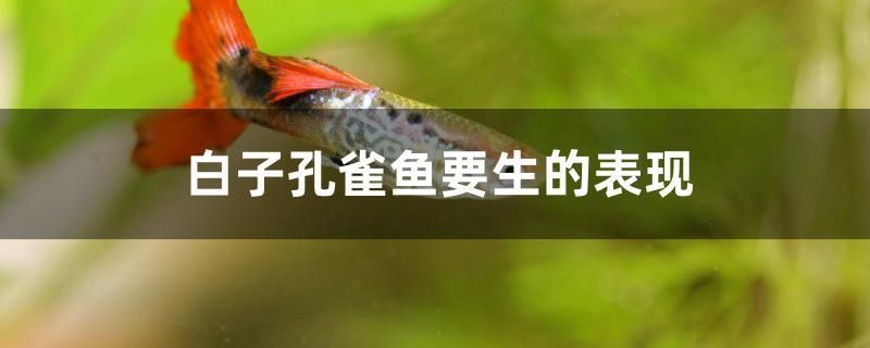 寧晉哪里有賣魚缸的店啊電話（搬家公司搬家怎么樣收費的） 紅老虎魚 第2張