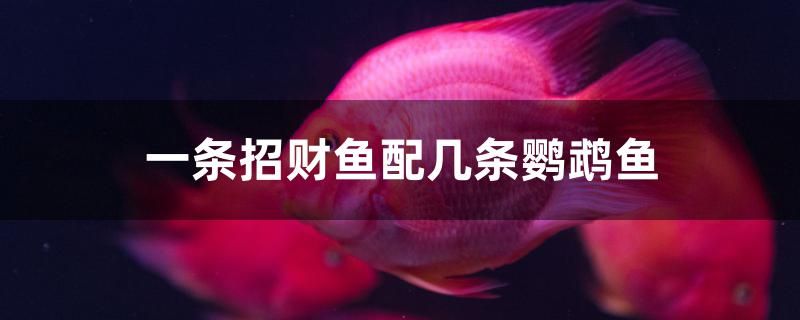 一條招財(cái)魚(yú)配幾條鸚鵡魚(yú)