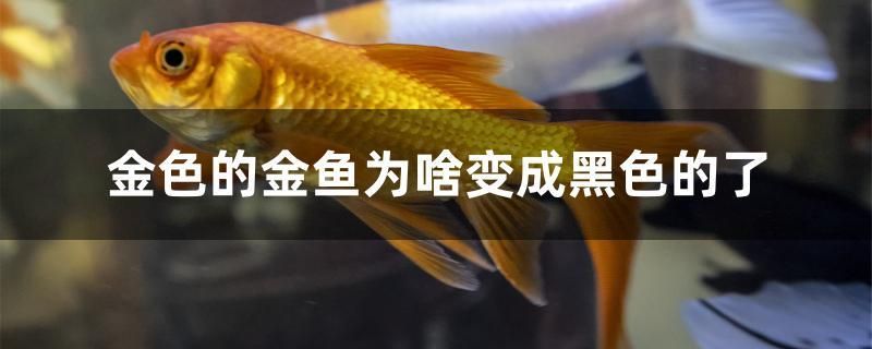 南美短鯛魚缸怎么布景（南美短鯛魚缸造景） 黑桃A魚苗 第2張