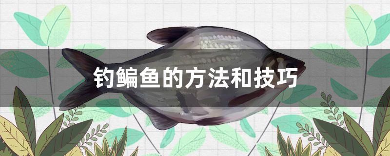 釣鳊魚的方法和技巧