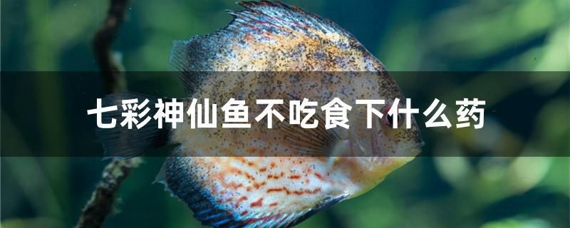 七彩神仙魚不吃食下什么藥 觀賞魚市場